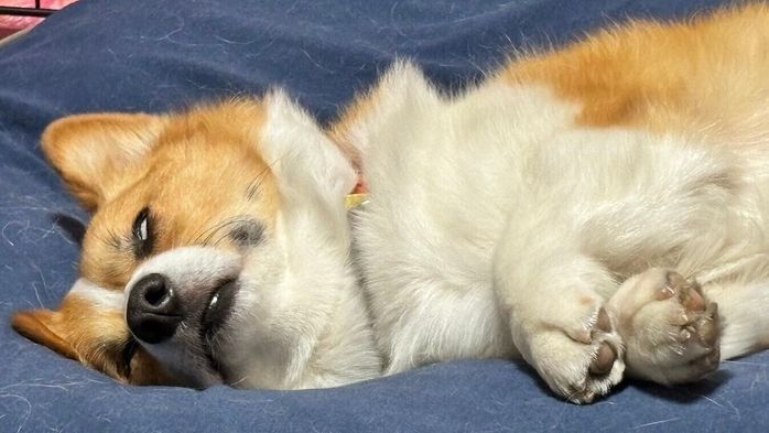 ぐっすり眠るめいちゃん