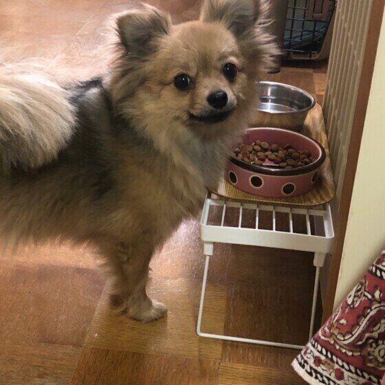 ゴハンを食べる小型Mix犬