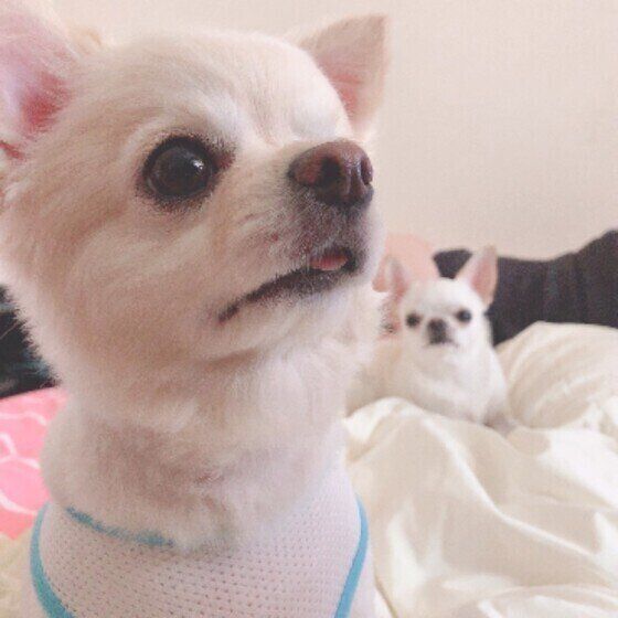 チワワ