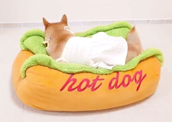 「ホットドッグ」型のベッドに入るチャーミーちゃん