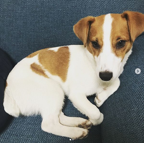 見つめるジャック・ラッセル・テリア