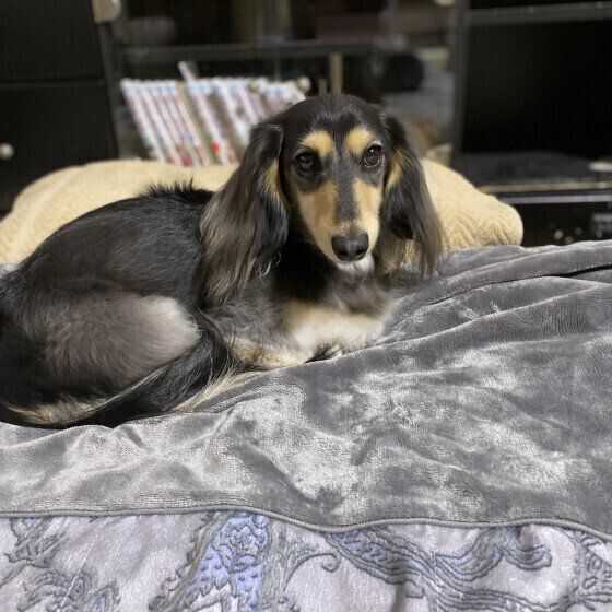 布団の上でくつろぐミニチュア・ダックスフンド