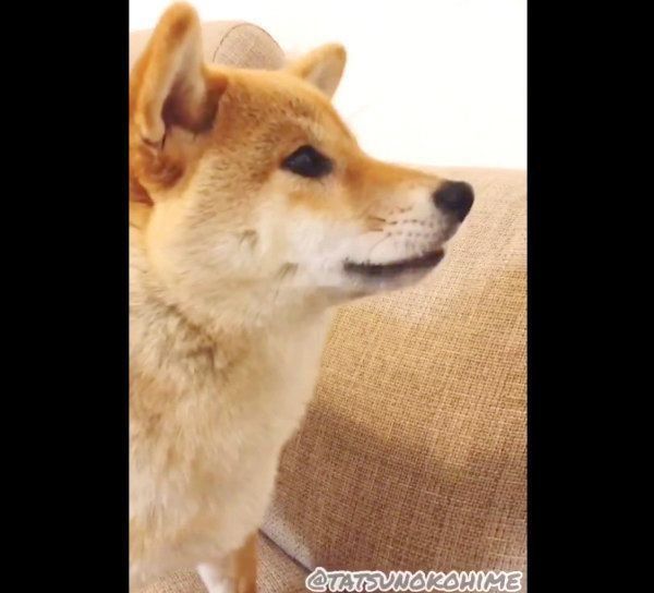 納豆を食べて歯をカチカチ鳴らすタッちゃん