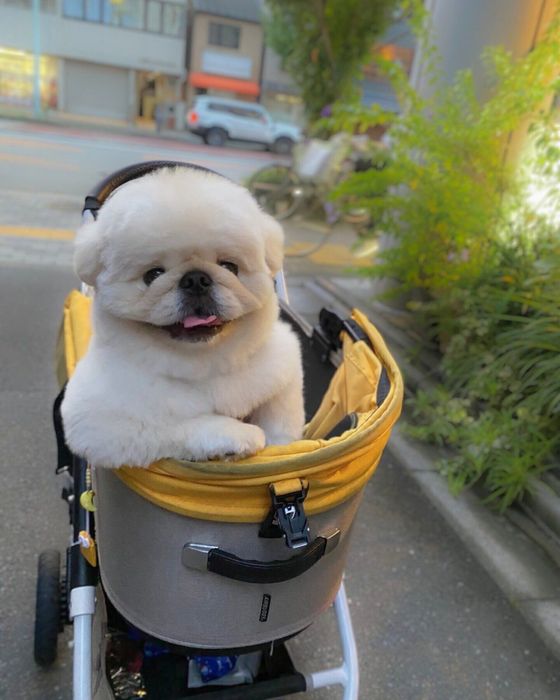 話題になったぱるくんの写真 表情やポーズがたまらない