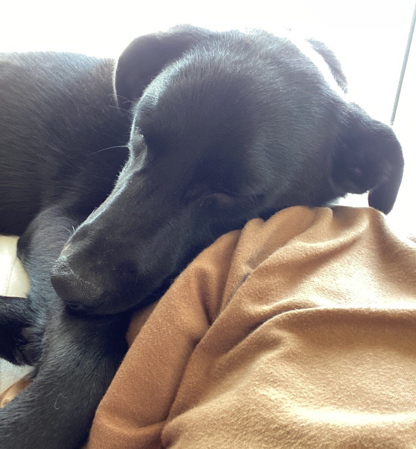 お迎えして半年が経った頃の月くん。飼い主さんの肩を枕にお昼寝