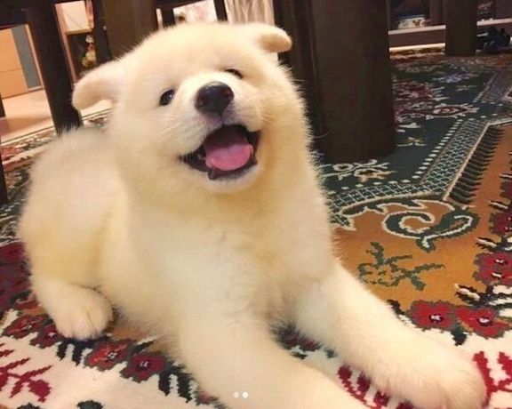 フワフワでかわいい秋田犬