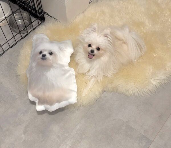 クッションで遊ぶかわいーぬちゃん