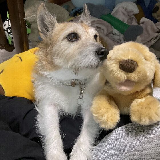 ジャック・ラッセル・テリア　あまえんぼ