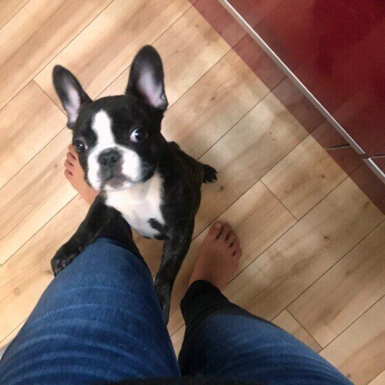 フレンチ・ブルドッグのウナちゃん