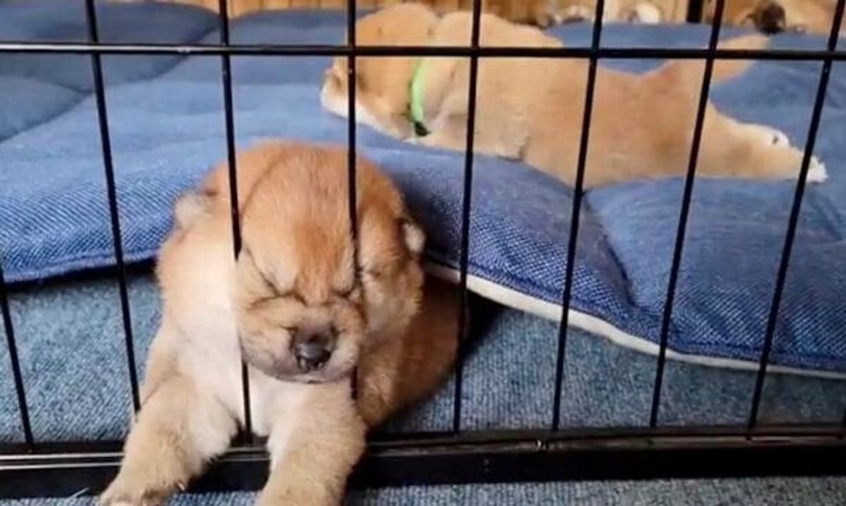 なぜそこで という場所で眠る柴の子犬 ブサカワ な寝顔に癒される人続出 いぬのきもちweb Magazine なぜそこで という場所で眠る柴の子犬 ブサカワ な寝顔に癒される人続出 いぬのきもちweb Magazine