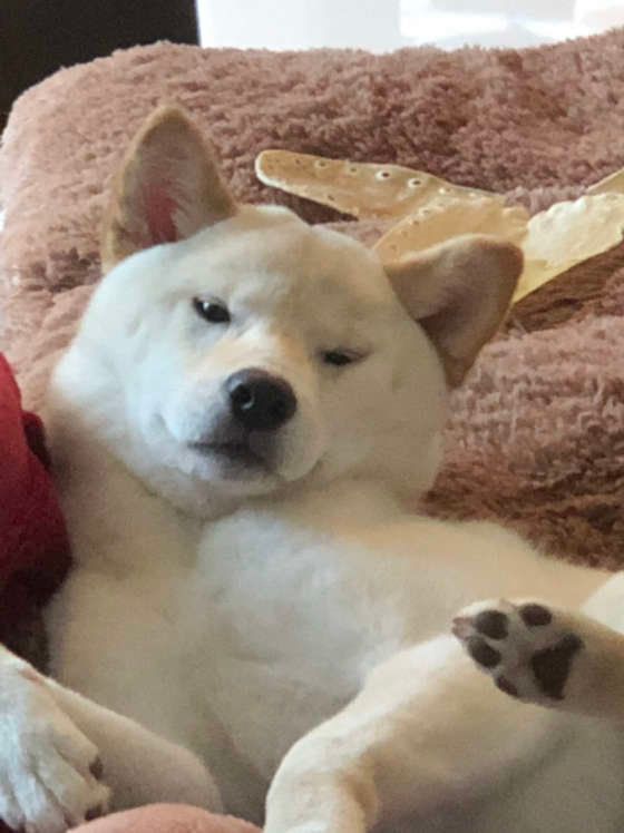 起こされて怒る柴