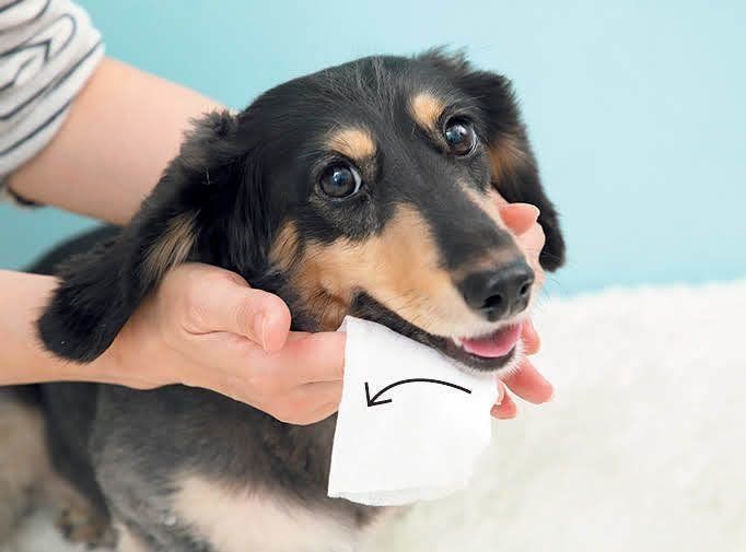 あごの下を拭いてもらっているミニチュア・ダックスフンド