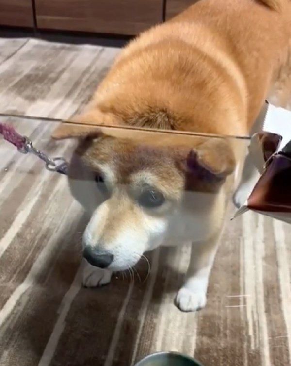 ガラステーブルの下にいるたろくん