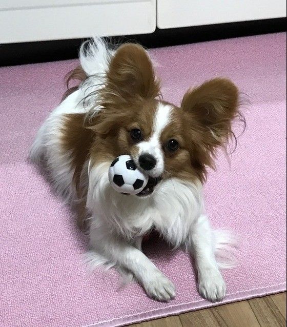 ボールで遊ぶパピヨン
