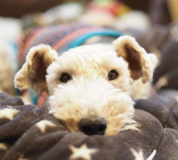 くつろぐこっぺぱんちゃん