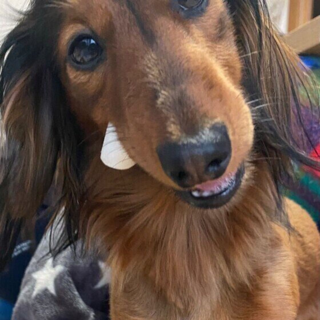 犬の歯の健康のためには 固いものをあげるのがいい は勘違い 獣医師が解説 いぬのきもちweb Magazine 犬の歯の健康のためには 固いものをあげるのがいい は勘違い 獣医師が解説 いぬのきもちweb Magazine