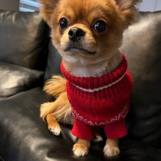 赤い毛糸の洋服を着て、黒い皮のソファの上に座ってこちらを見ている茶色いチワワ