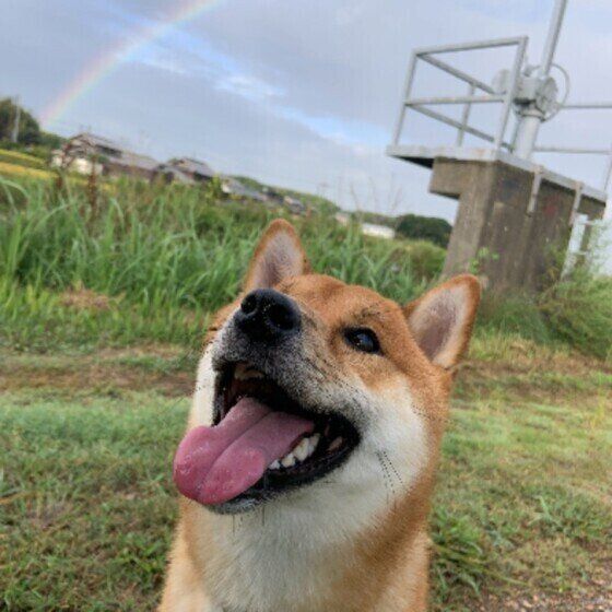 虹と柴犬