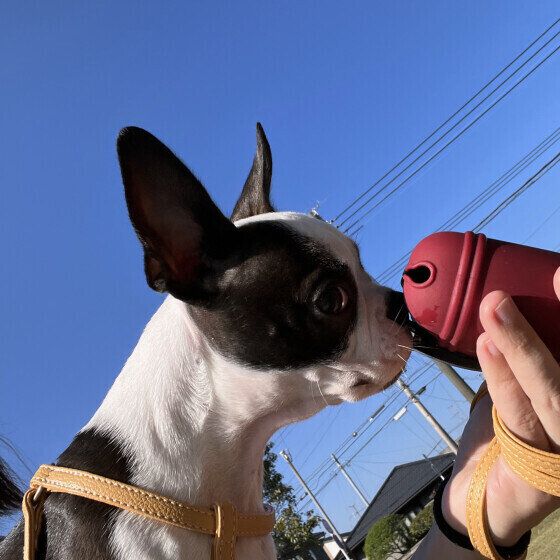 おやつケースをクンクンするこまちちゃん