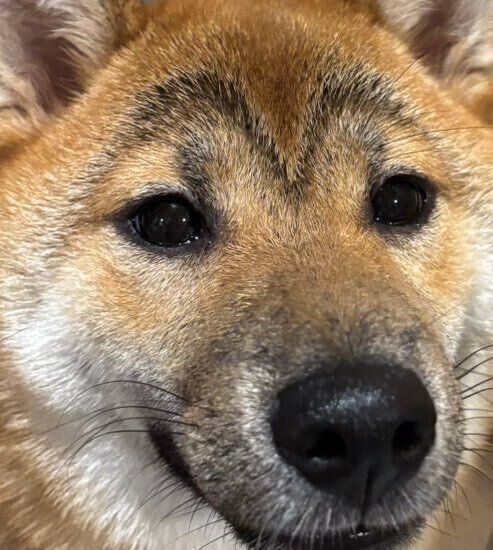 眉毛が濃くなったきた柴子ちゃん
