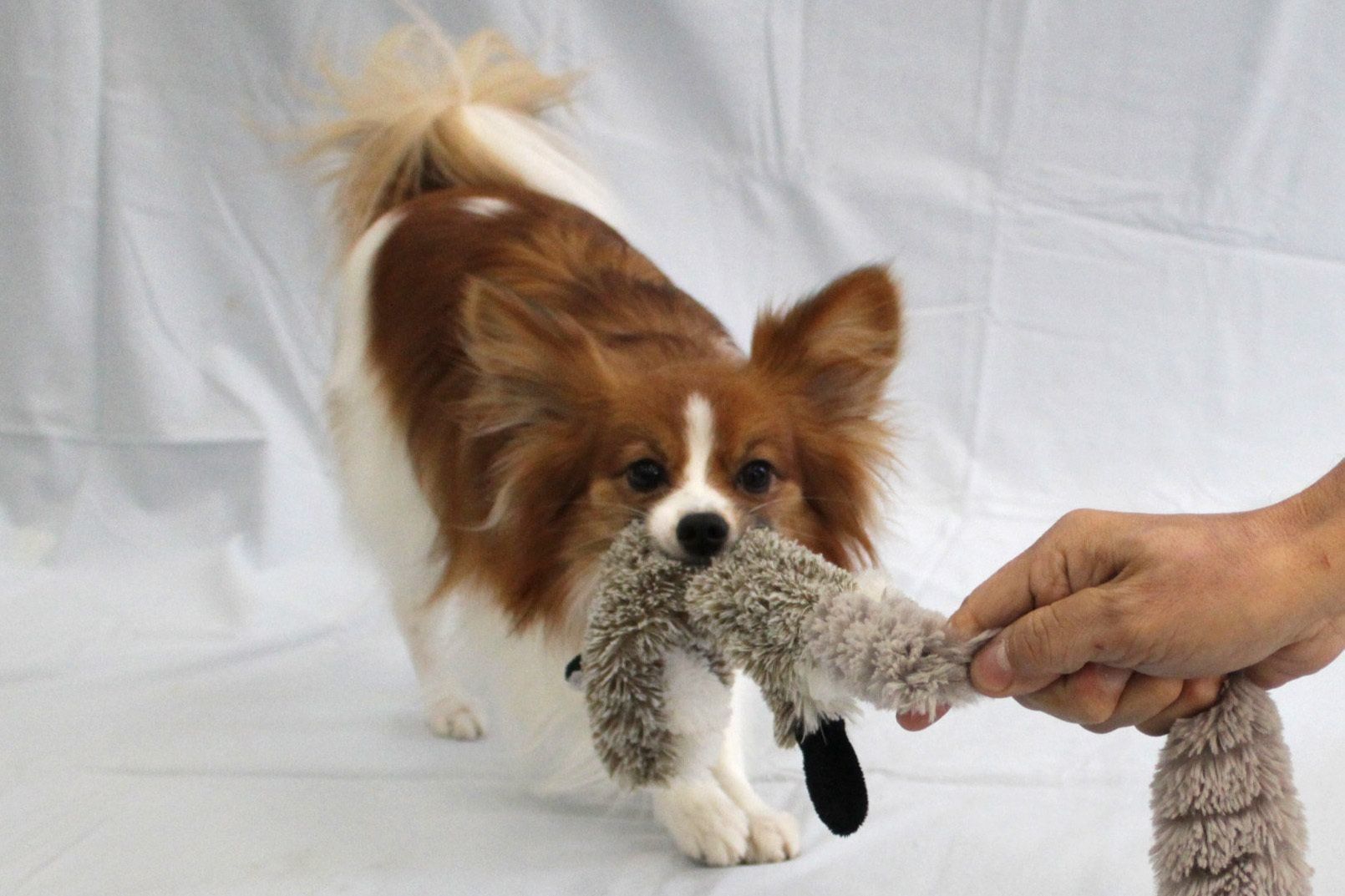 ↑動くものを追いかけて噛みつくのは自然な行動