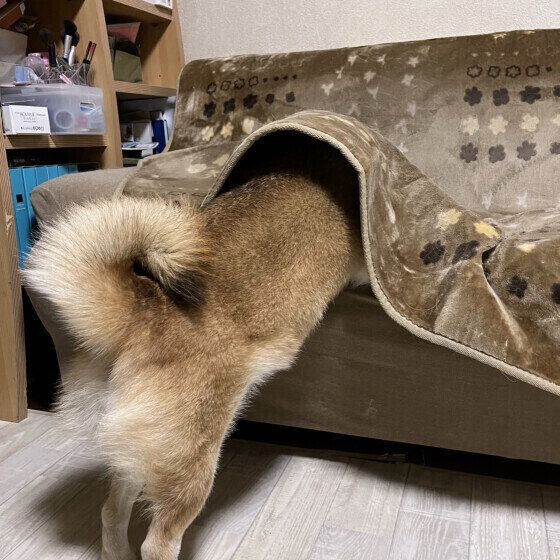 柴のりんちゃん