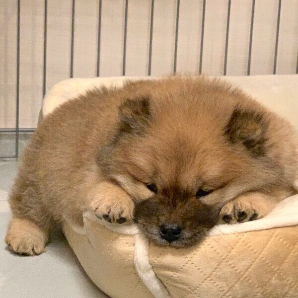 モフモフで可愛い天使 チャウ チャウの子犬を家族に迎えて約半年が経過 成長ぶりにほっこり いぬのきもちweb Magazine