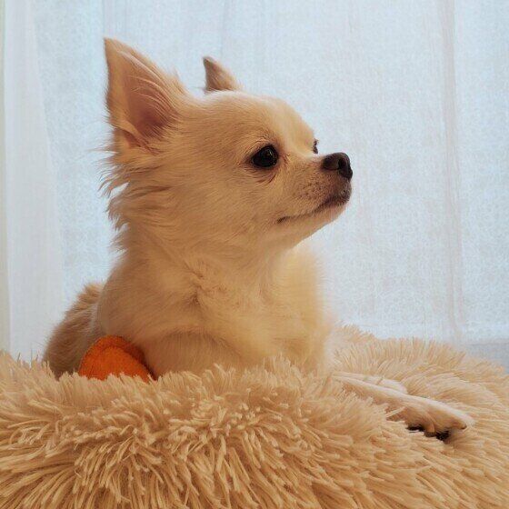 獣医師監修 犬ににんにくは絶対にng 食べてしまったときの症状と対処方法 いぬのきもちweb Magazine