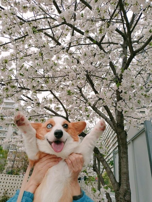 桜の前で記念撮影したまりんちゃん