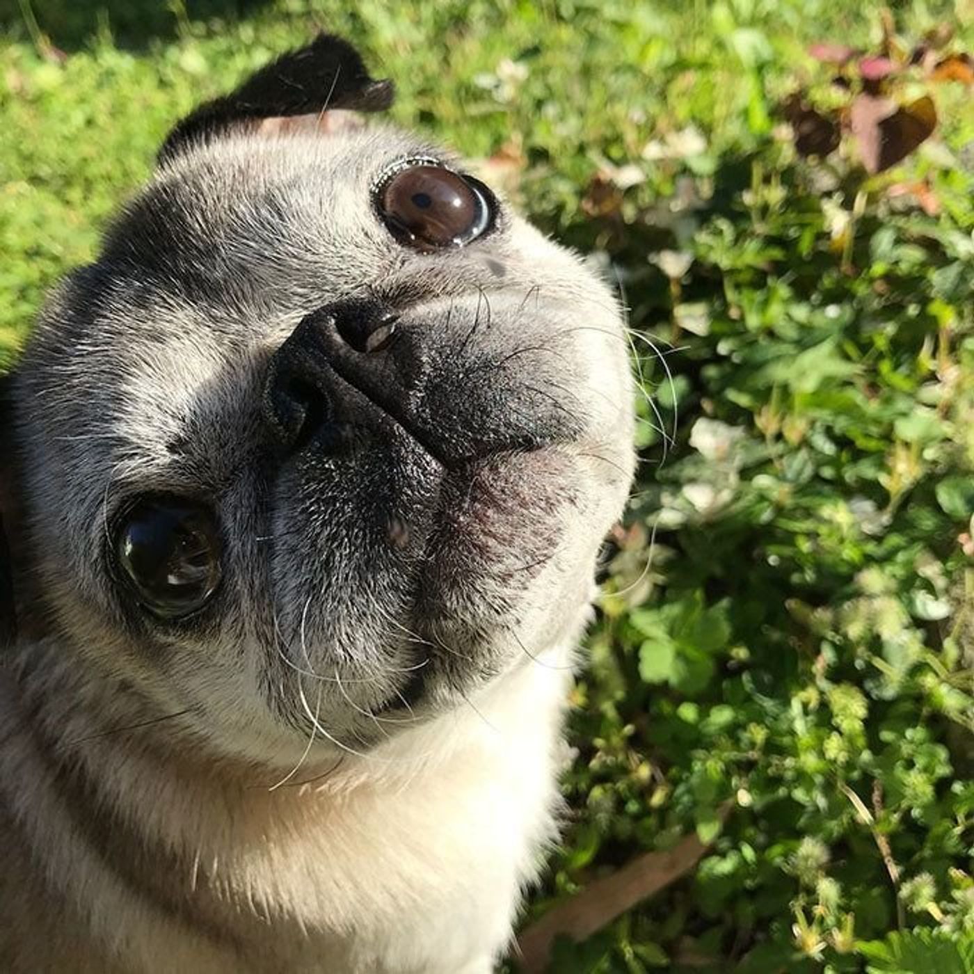 掃除機に真剣に対峙するめー 連載 パグ犬 めー Vol 27 いぬのきもちweb Magazine 掃除機に真剣に対峙するめー 連載 パグ犬 めー Vol 27 いぬのきもちweb Magazine