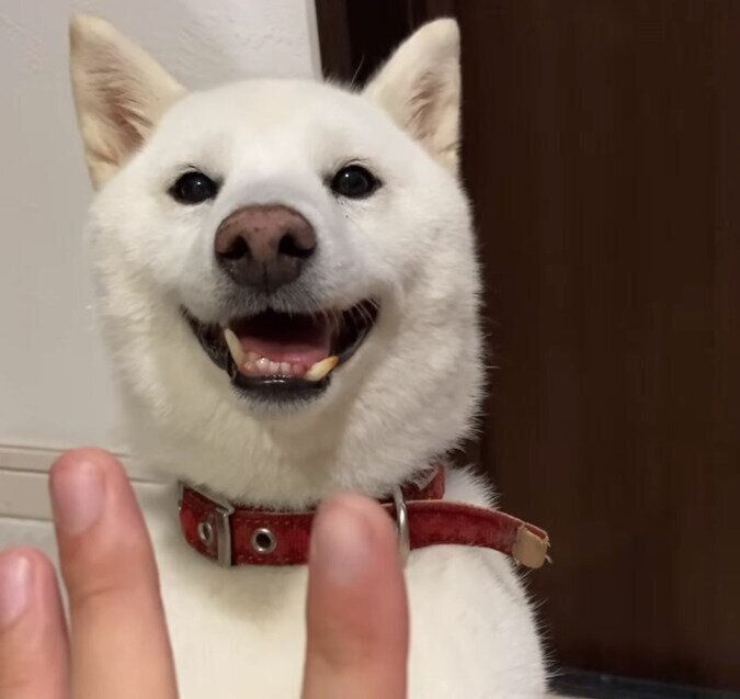 家で遊ぶおもちちゃん