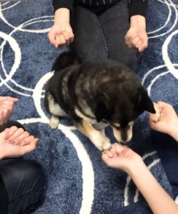 ゲームをする豆柴