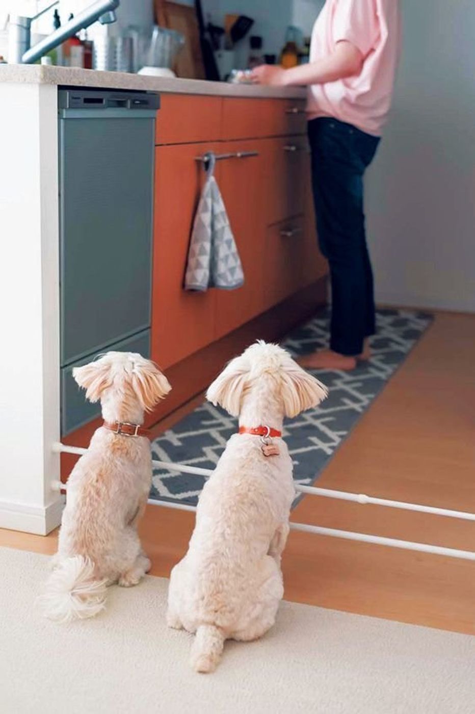 つっぱり棒の活用も 犬も人も気持ちがいい簡単インテリアアイデア いぬのきもちweb Magazine つっぱり棒の活用も 犬も人も気持ちがいい簡単インテリアアイデア いぬのきもちweb Magazine