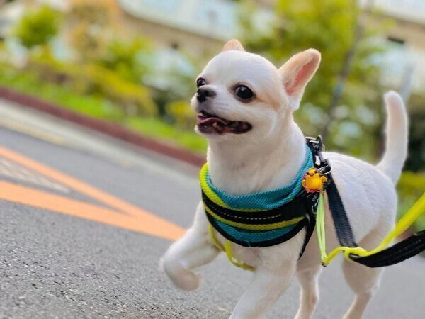 散歩を楽しむいずも丸くん