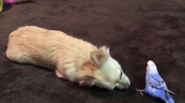 チワワとインコ