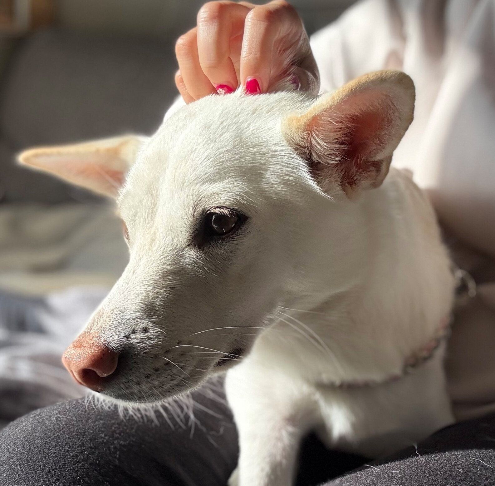 飼い主さんの膝の上に乗るハルちゃん