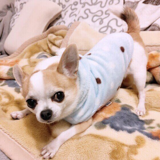 チワワ　あざとい