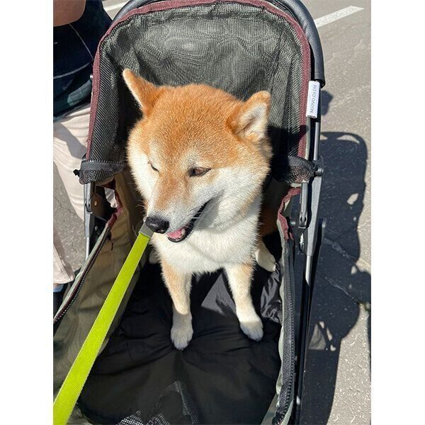 カートに乗るハルちゃん