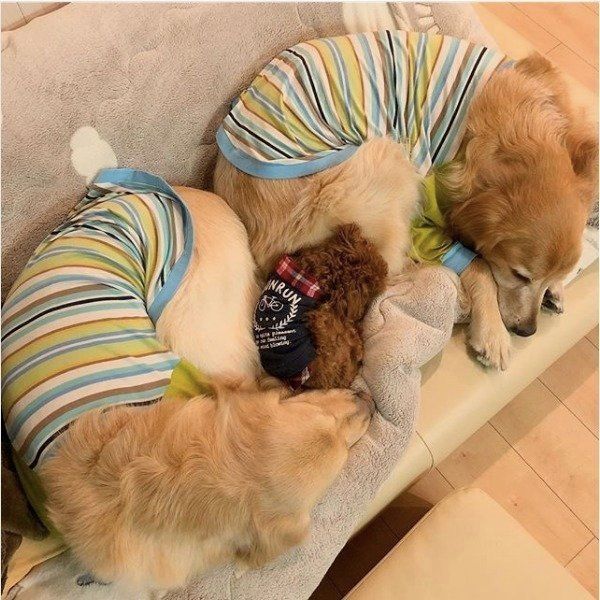 ゴールデン・レトリーバーとトイ・プードル