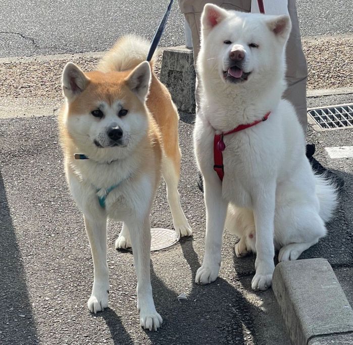 散歩する大地くん、そらちゃん