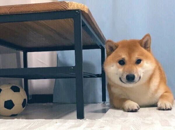 「ボール取れない取れない詐欺」をするふう太くん