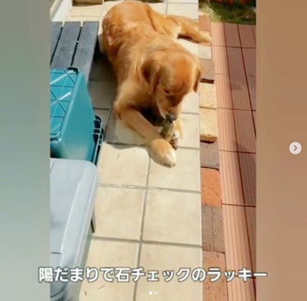 仲良しなゴールデン・レトリーバーとトイ・プードル