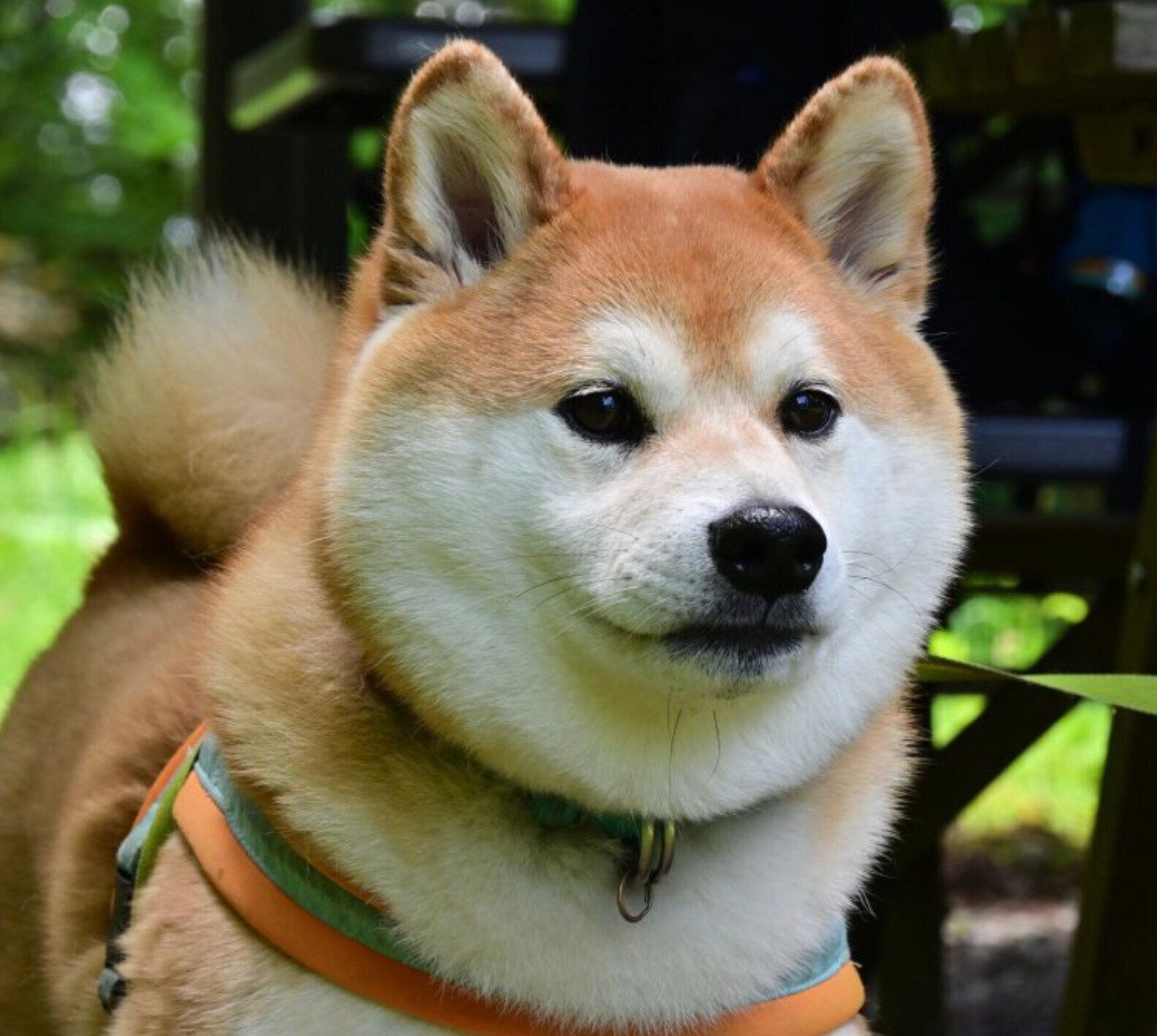 お出かけするてんくん