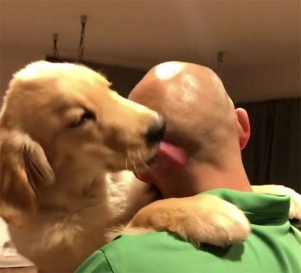 パパを舐めるゴールデン・レトリーバー