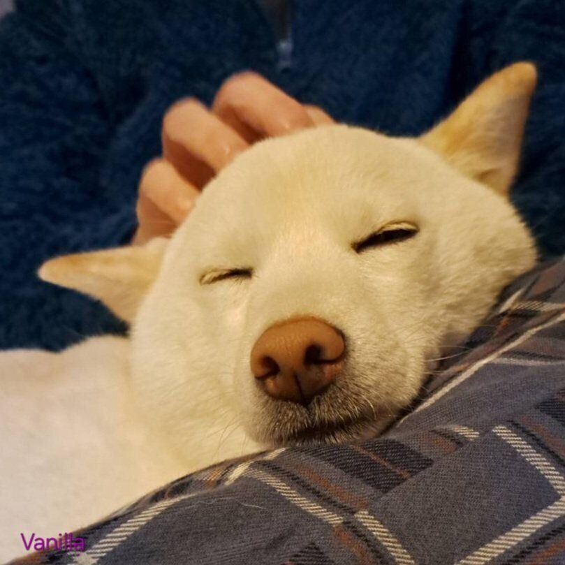 気持ちよさそうに眠るバニラちゃん