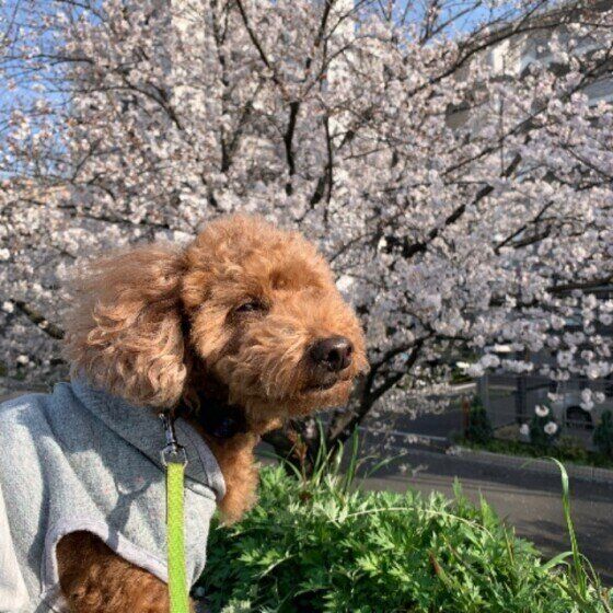 トイ・プードルのKRAMちゃんと桜