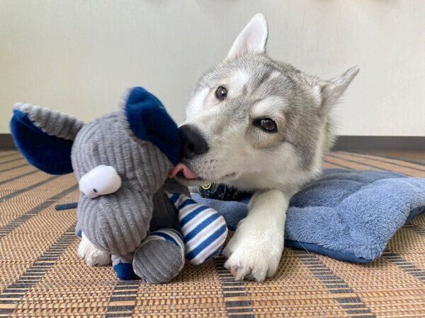 おもちゃで遊ぶいちみちゃん
