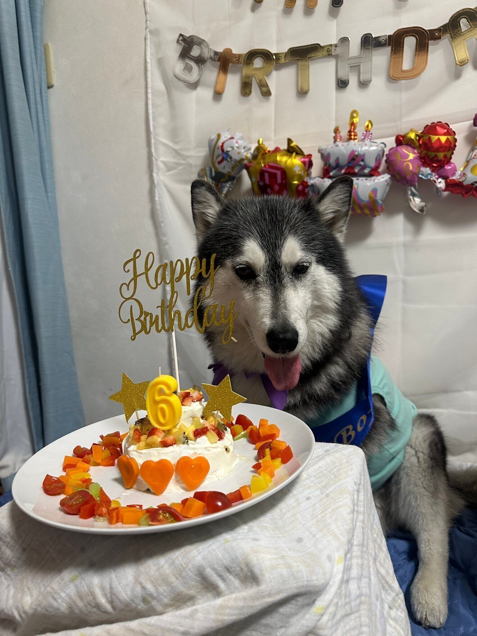 6才を迎えてケーキでお祝いしてもらうシベリアン・ハスキー
