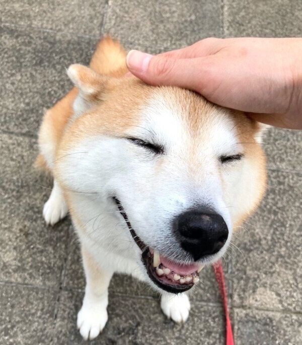 嬉しそうなまるちゃん