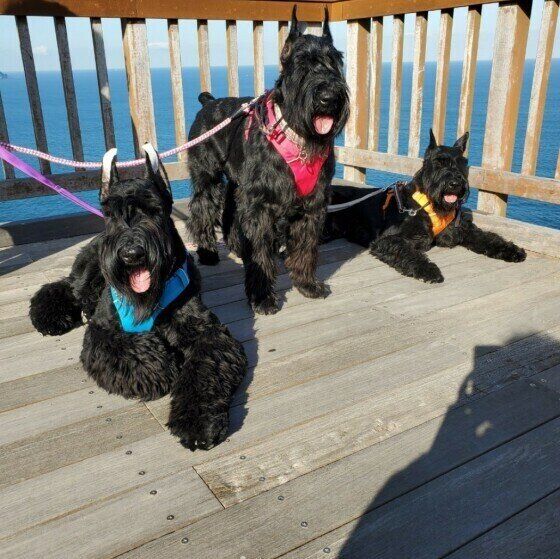 ジャイアント・シュナウザー